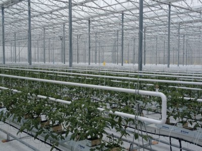00058 Szentes Hongarije Olsthoorn