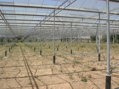 Doostwand iran Olsthoorn Greenhouse 1