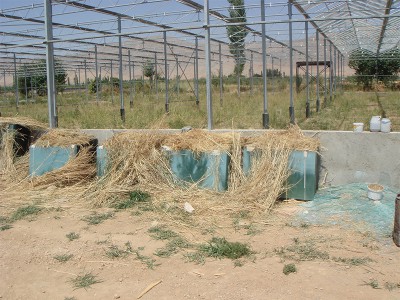 Doostwand iran Olsthoorn Greenhouse 5