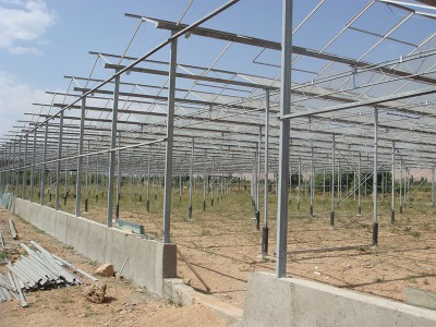 Doostwand iran Olsthoorn Greenhouse 6