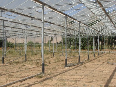 Doostwand iran Olsthoorn Greenhouse 7