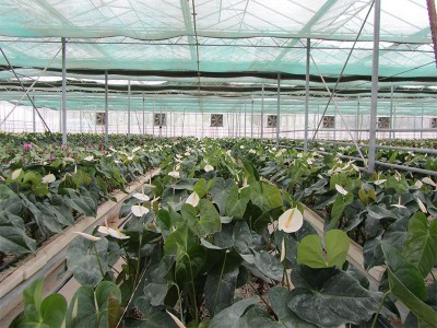 Doostwand iran Olsthoorn Greenhouse 8