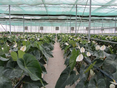 Doostwand iran Olsthoorn Greenhouse 9