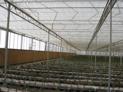 Kermanshah iran Olsthoorn Greenhouse 10