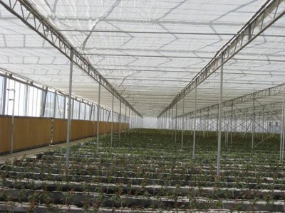 Kermanshah iran Olsthoorn Greenhouse 11