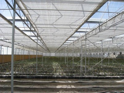 Kermanshah iran Olsthoorn Greenhouse 13