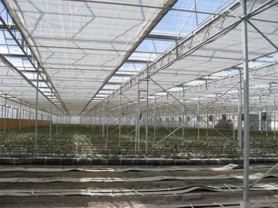 Kermanshah iran Olsthoorn Greenhouse 14