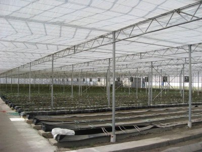 Kermanshah iran Olsthoorn Greenhouse 4