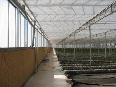 Kermanshah iran Olsthoorn Greenhouse 5