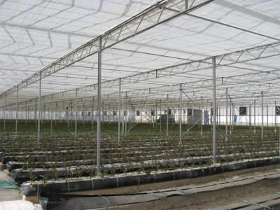 Kermanshah iran Olsthoorn Greenhouse 6