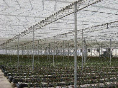 Kermanshah iran Olsthoorn Greenhouse 7