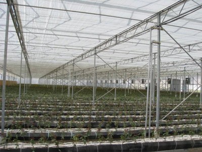 Kermanshah iran Olsthoorn Greenhouse 9