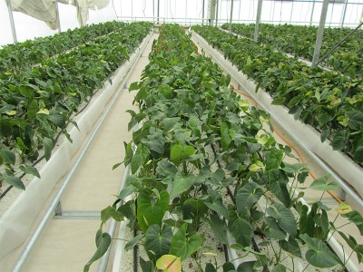 Tabriz iran Olsthoorn Greenhouse 14