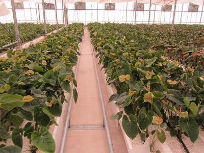 Tabriz iran Olsthoorn Greenhouse 15