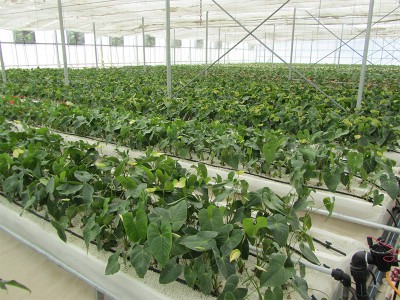 Tabriz iran Olsthoorn Greenhouse 16