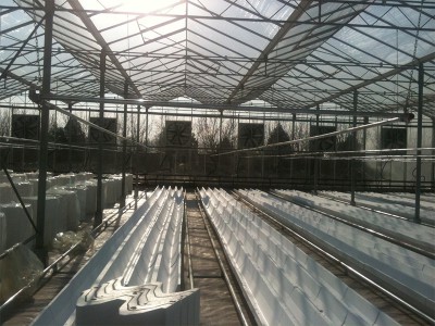 Tabriz iran Olsthoorn Greenhouse 4