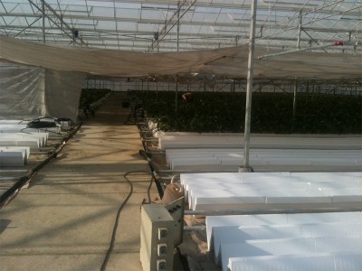 Tabriz iran Olsthoorn Greenhouse 5