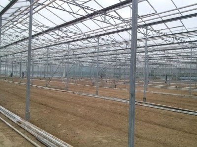 00005 Iasi Roemenie kassenbouw olsthoorn greenhouse