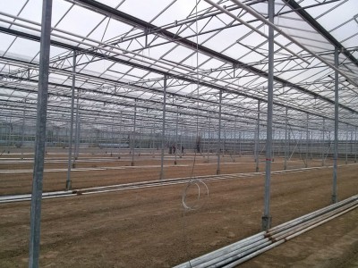 00006 Iasi Roemenie kassenbouw olsthoorn greenhouse