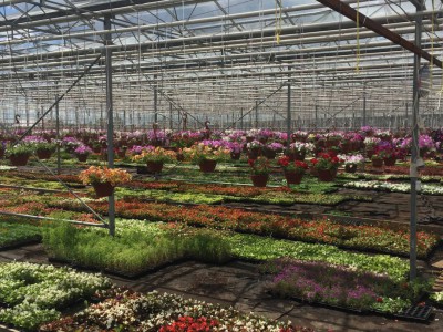 Chehov Rusland Olsthoorn Greenhouse00007