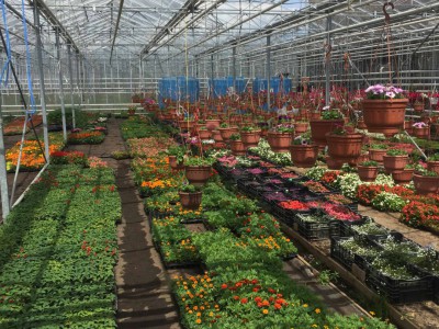 Chehov Rusland Olsthoorn Greenhouse00008