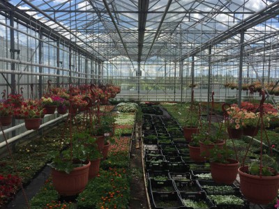 Chehov Rusland Olsthoorn Greenhouse00009