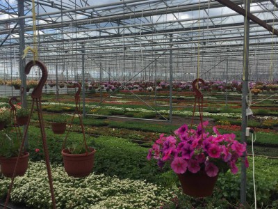 Chehov Rusland Olsthoorn Greenhouse00010