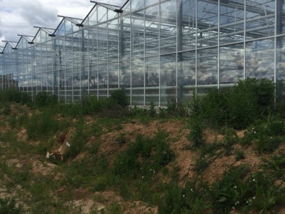 Chehov Rusland Olsthoorn Greenhouse00016