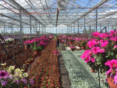 Moskou Rusland Olsthoorn Greenhouse00002