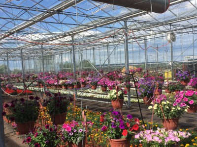Moskou Rusland Olsthoorn Greenhouse00003
