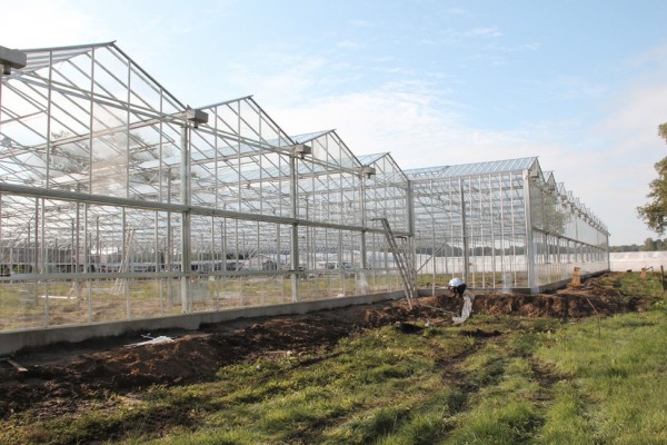 Lochristi Belgie Kassenbouw Olsthoorn Greenhouse Projects 13