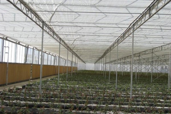 Kermanshah iran Olsthoorn Greenhouse 11