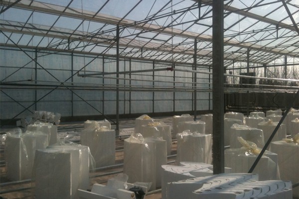 Tabriz iran Olsthoorn Greenhouse 2