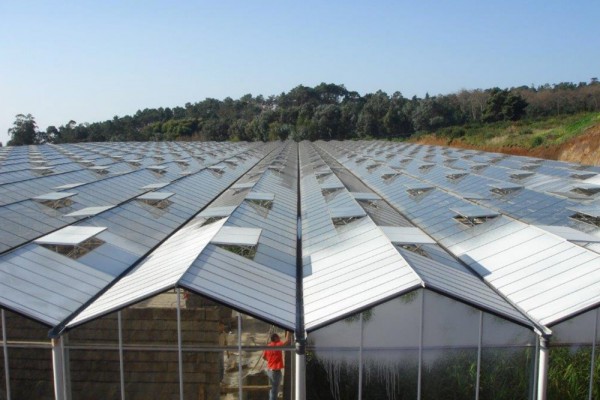 Madeira Portugal Kassenbouw Olsthoorn Greenhouse Projects 12