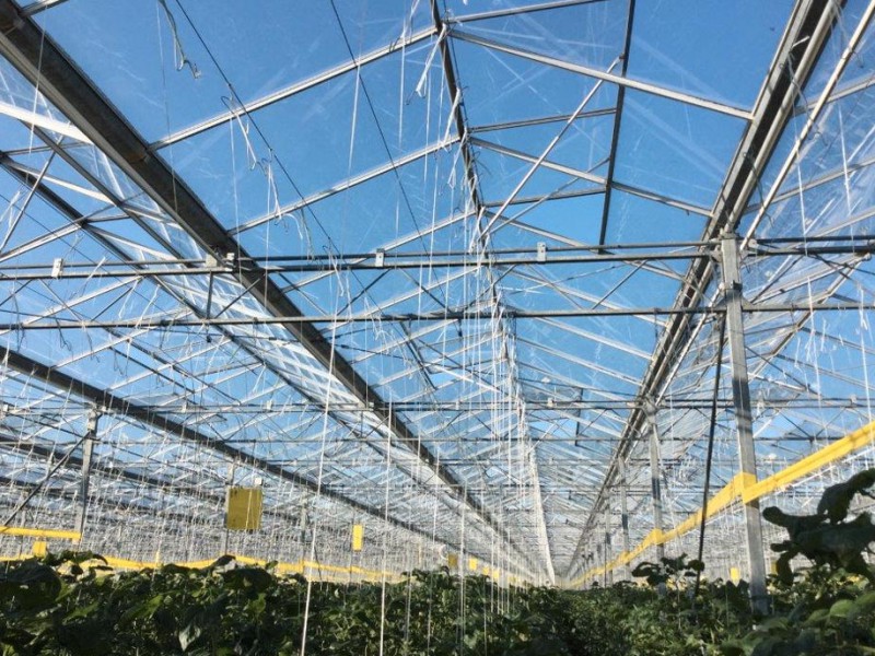 Greenhouse 30000 Olsthoorn projects3