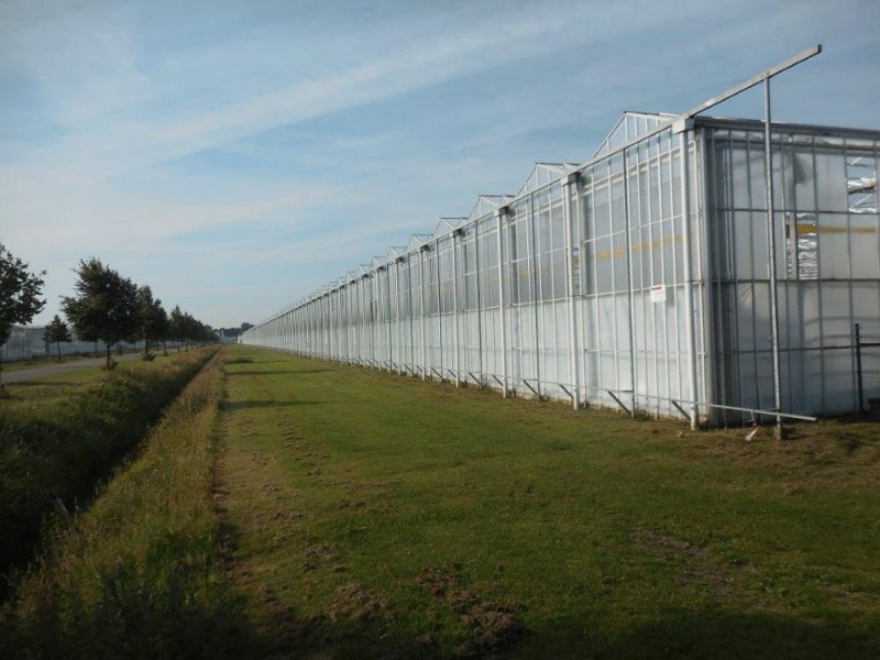 Greenhouse 50000 Olsthoorn projects1